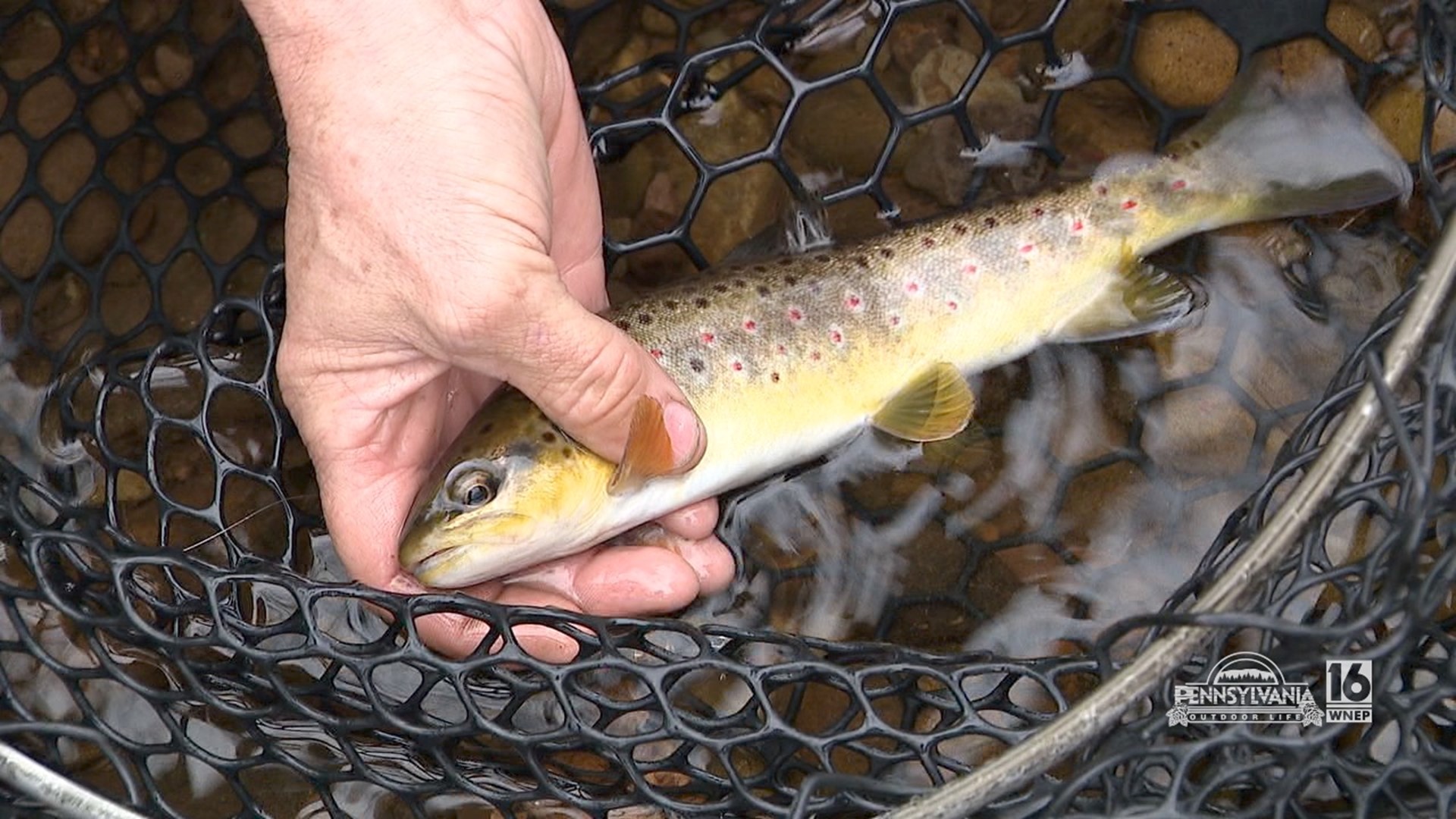 trout spinner, trout spinner Suppliers and Manufacturers at