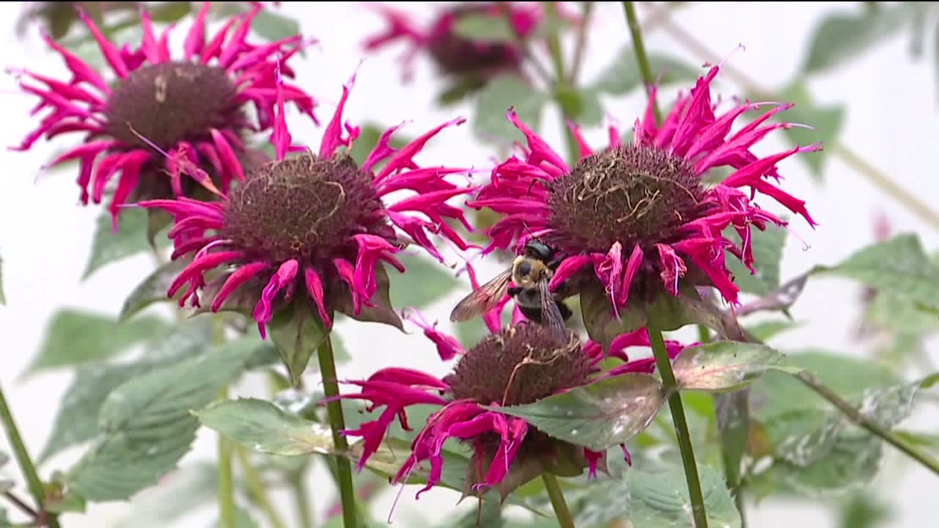 Blue Mountain Pollinator Garden Wins National Award