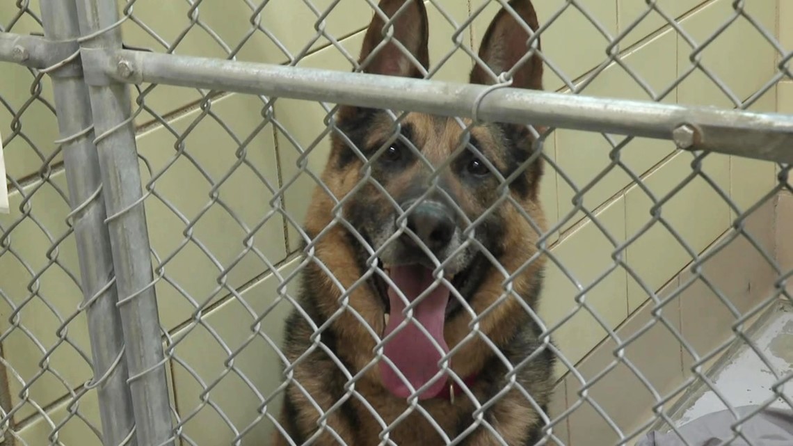 Animal shelter to undergo kennel renovations - Vimarsana News