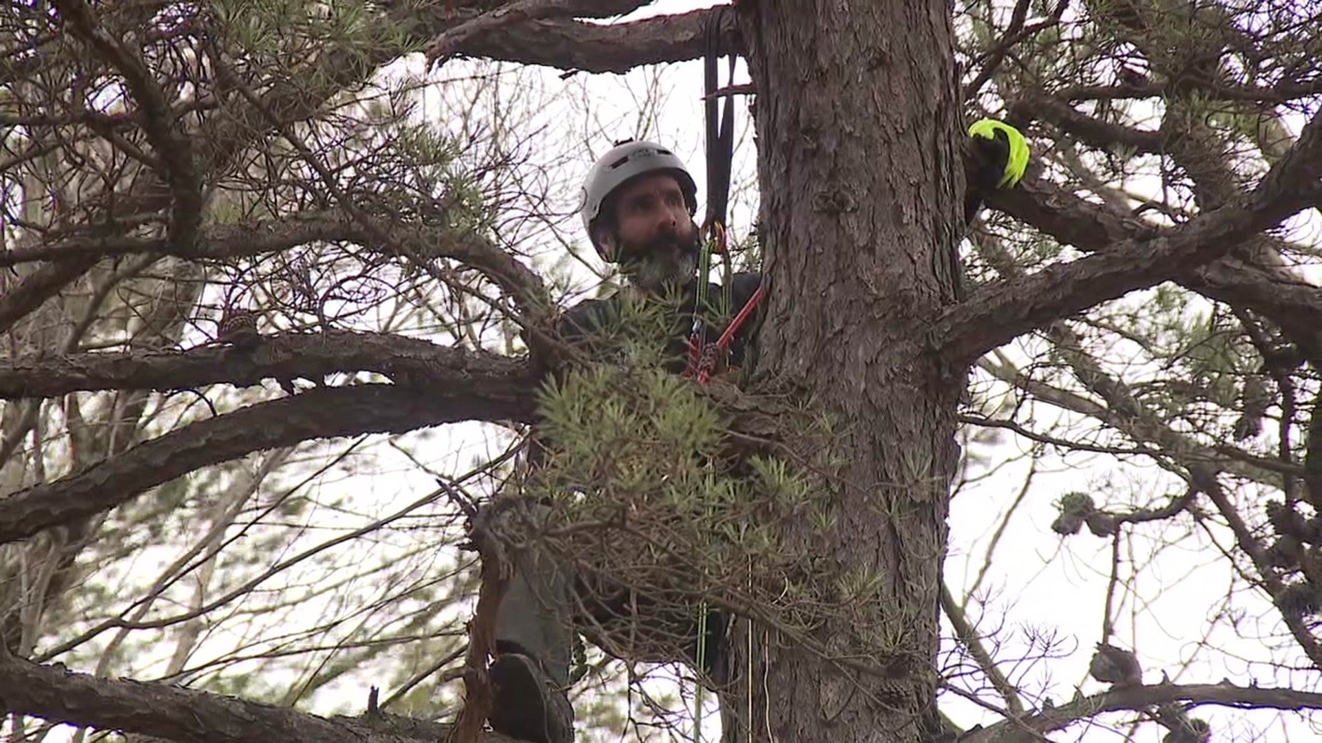 A teacher from Danville is raising awareness about forestry by climbing a tree in each of Pennsylvania's 67 counties.
