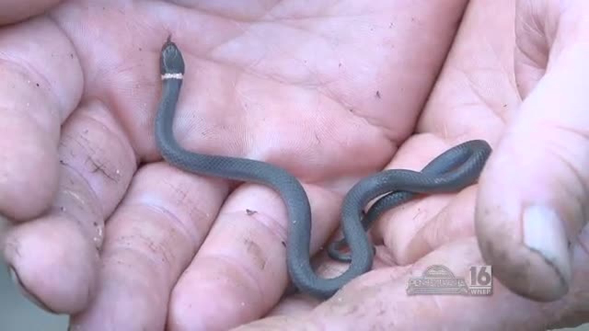 In Search of PA's Smallest Snakes
