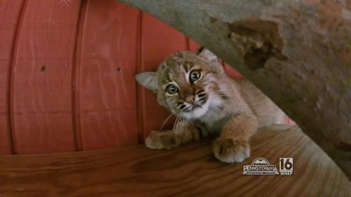 Bobcat Kitten Rehabilitation