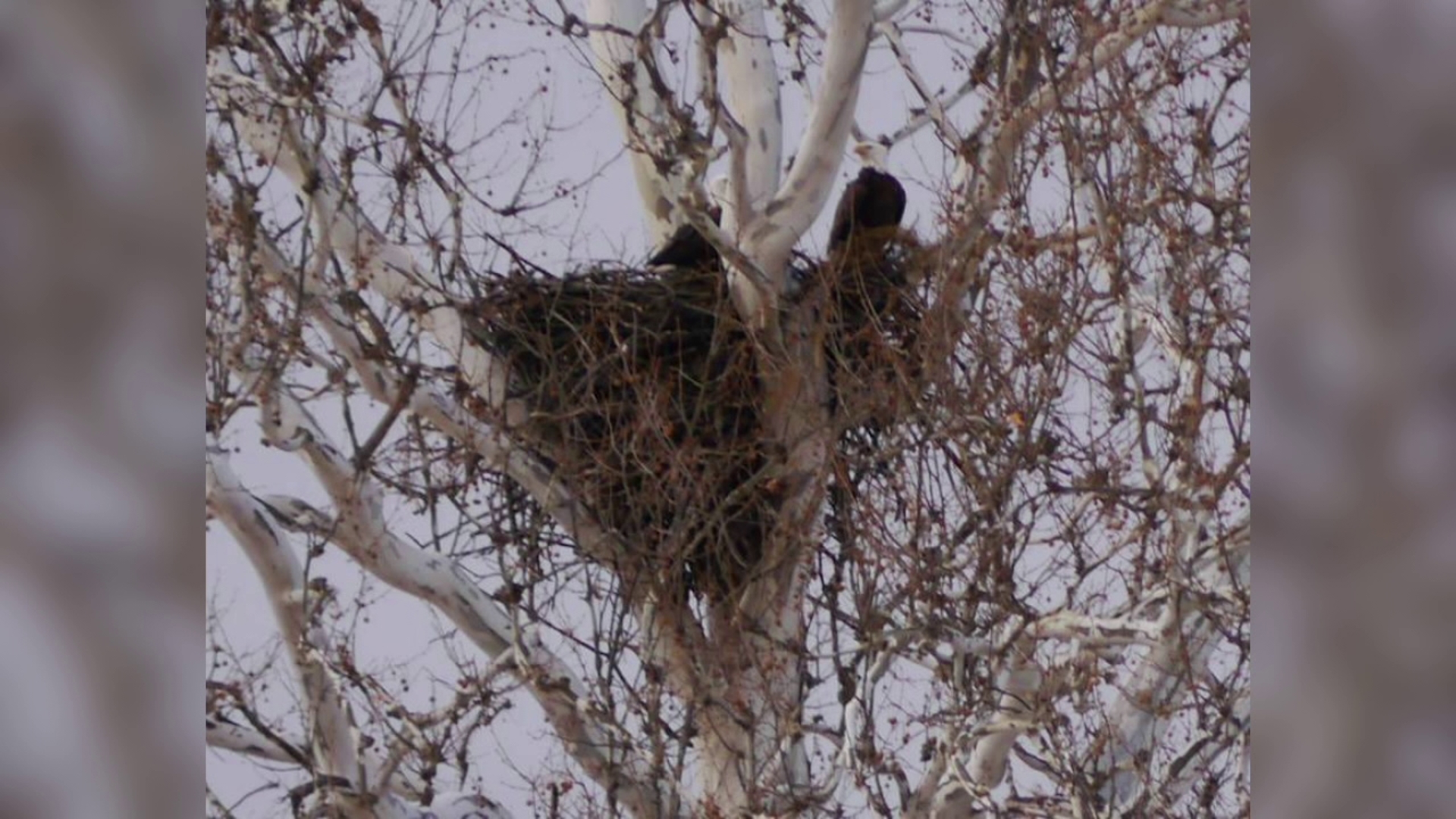 Poposal Examples Data center proposal in Lower Mount Bethel raises eagle protection ...