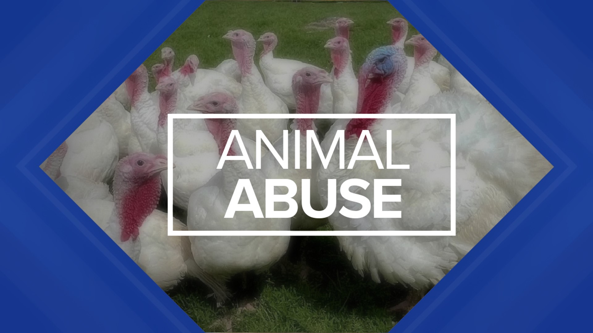 Workers charged with animal abuse at turkey farms 