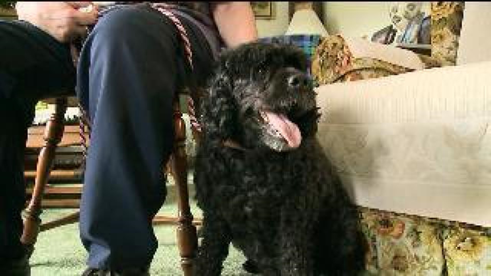 Happy Ending: Susie The Dog Returned Home Safely
