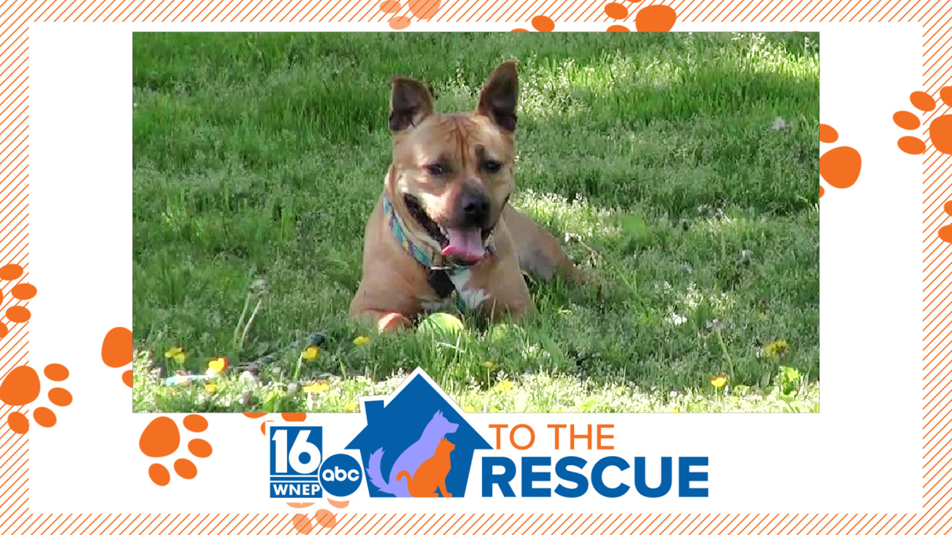 Duchess is the longest resident at the Pennsylvania SPCA Danville Center.