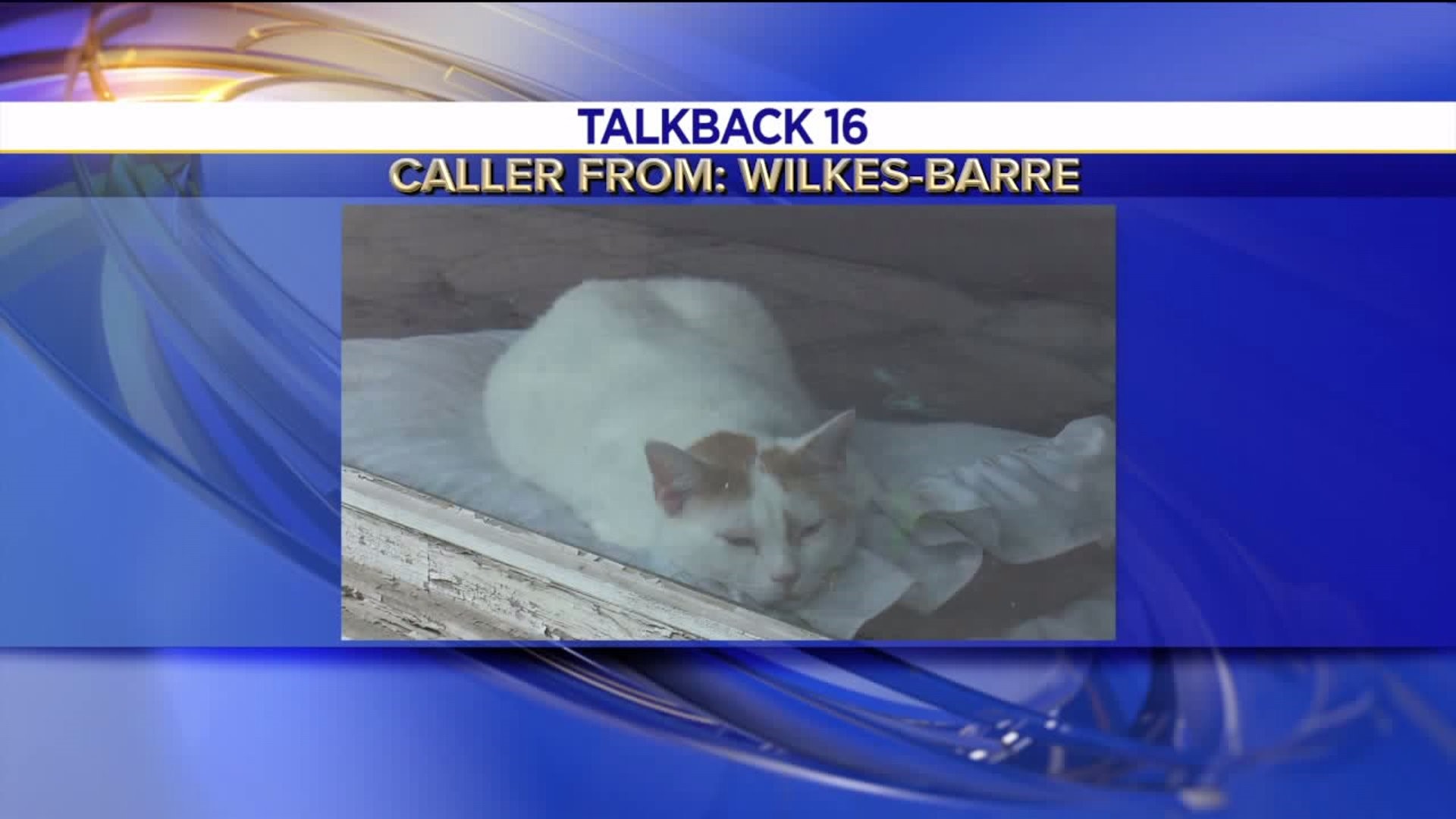 Talkback 16: Traffic Backups, Finding Homeless Pets New Homes