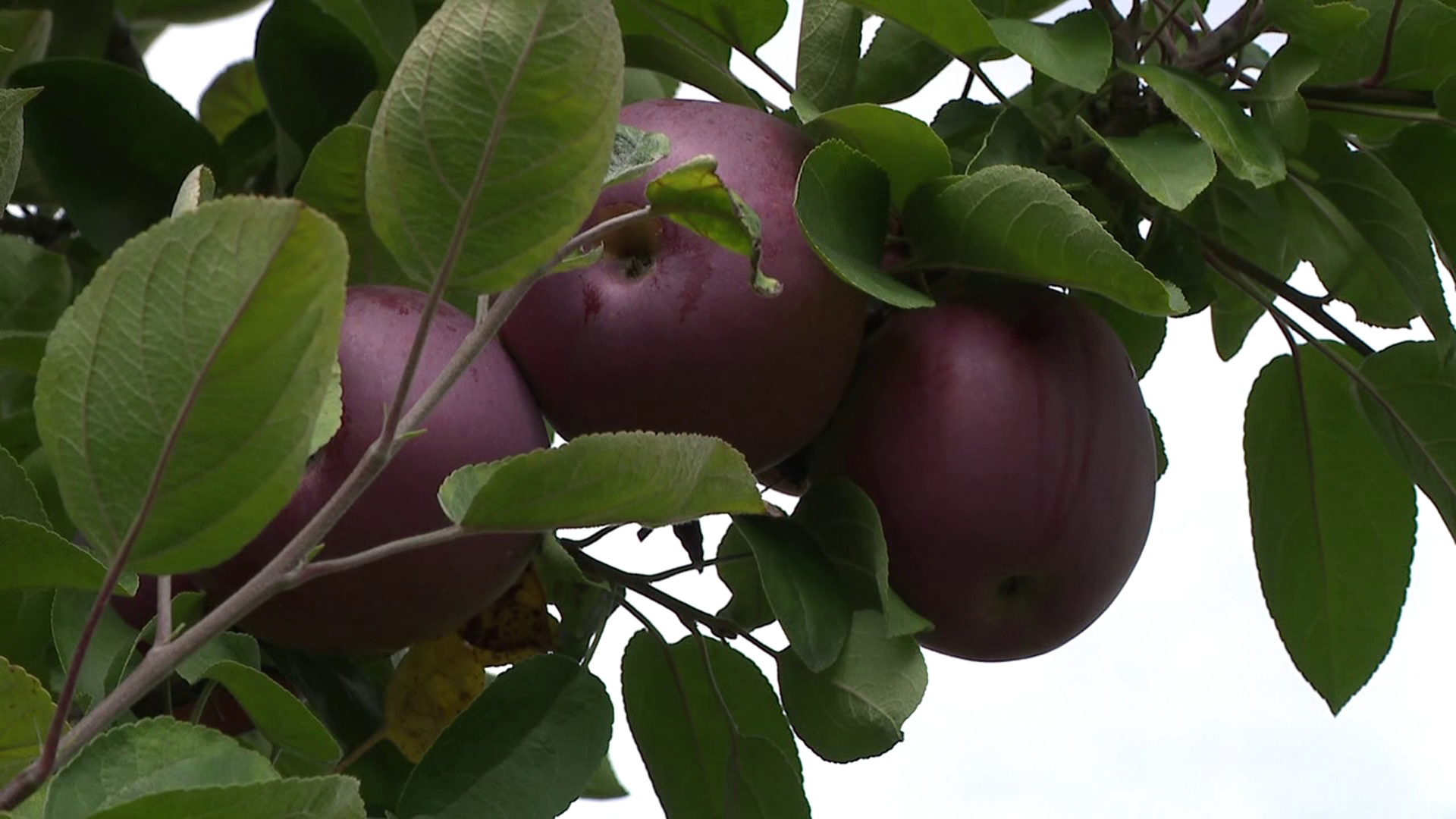 Ffe Tracker Example Apple season begins at orchard near Bloomsburg | wnep.com