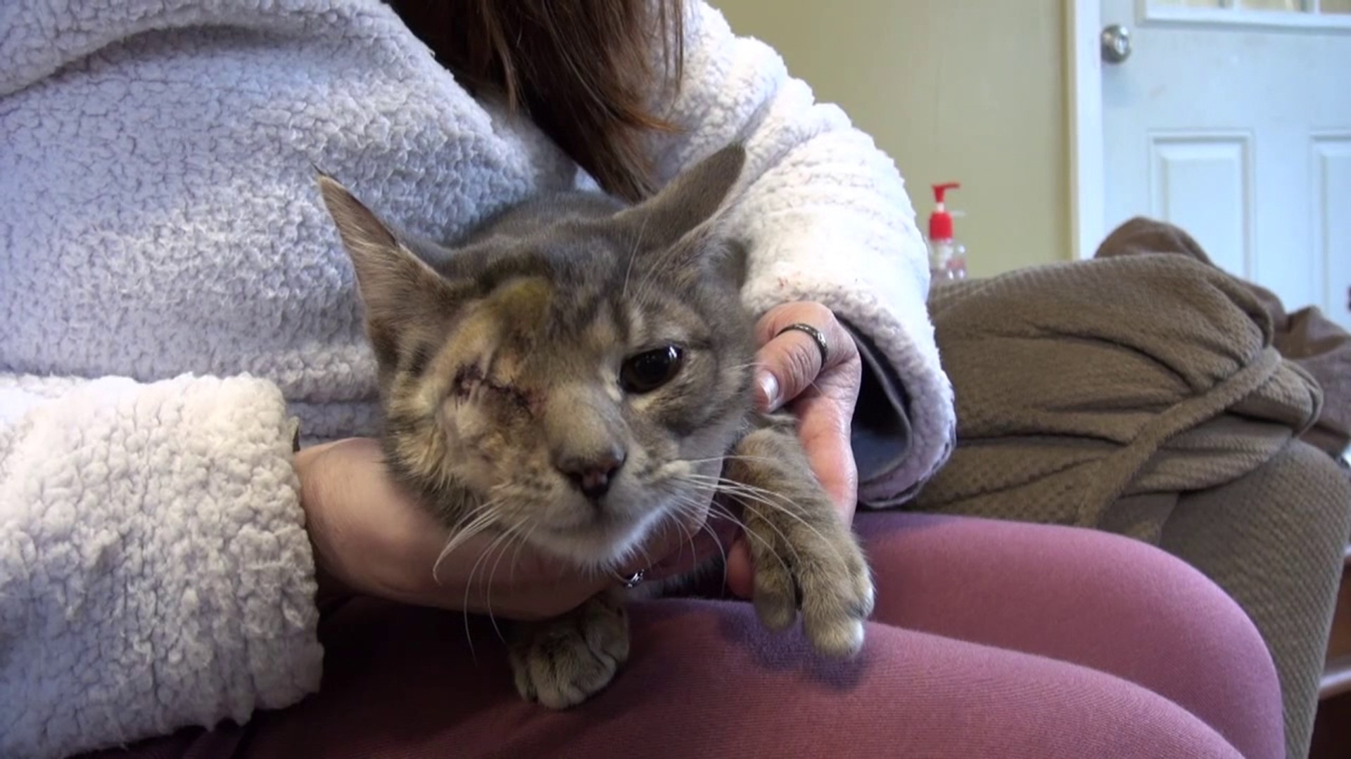 In this week's 16 To The Rescue, we meet Lefty, the sweetest cat who has had a rough go at it in his short life.