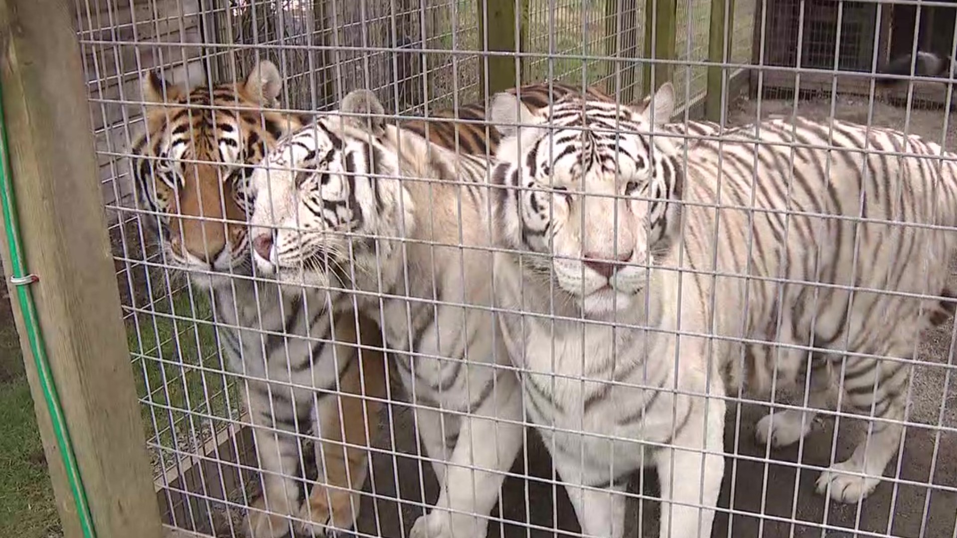 The new residents nearly double the tiger population at T & D's Cats of the World.