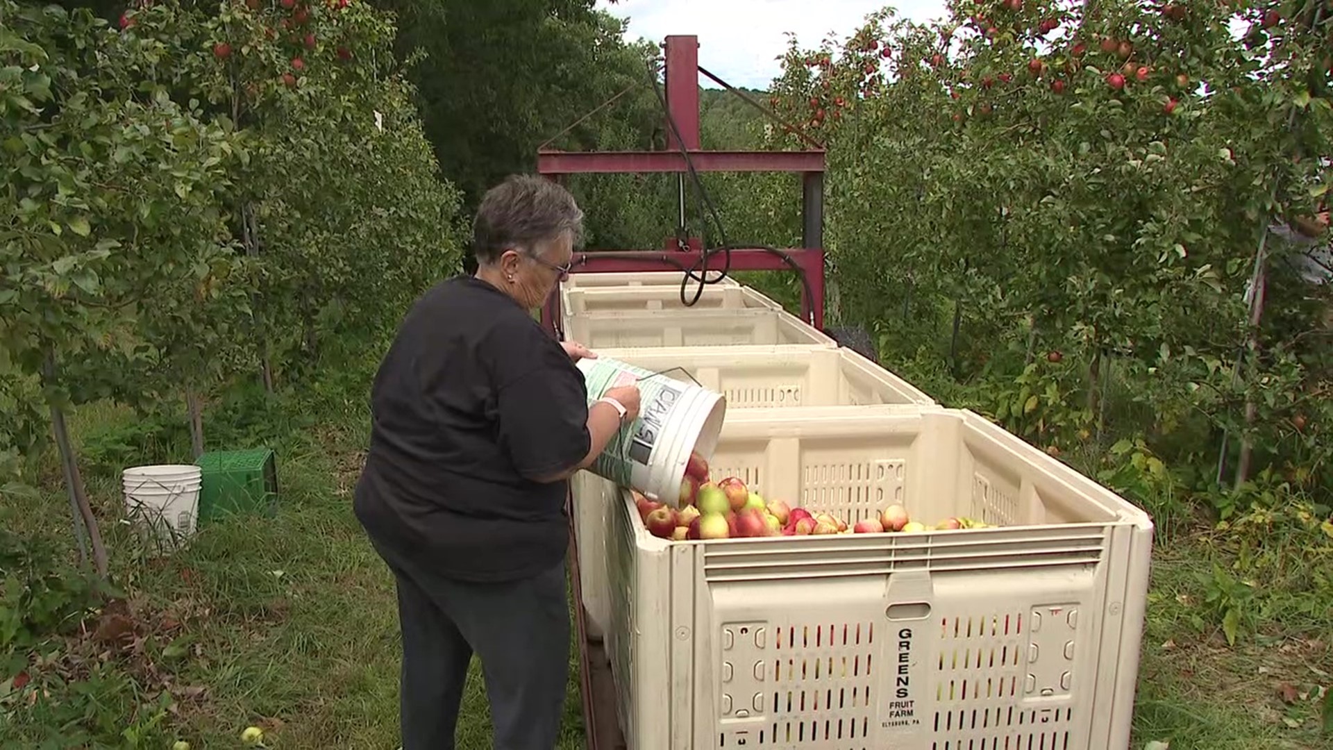 With help from the community, a fruit farm is recovering from a hailstorm and giving back to others.
