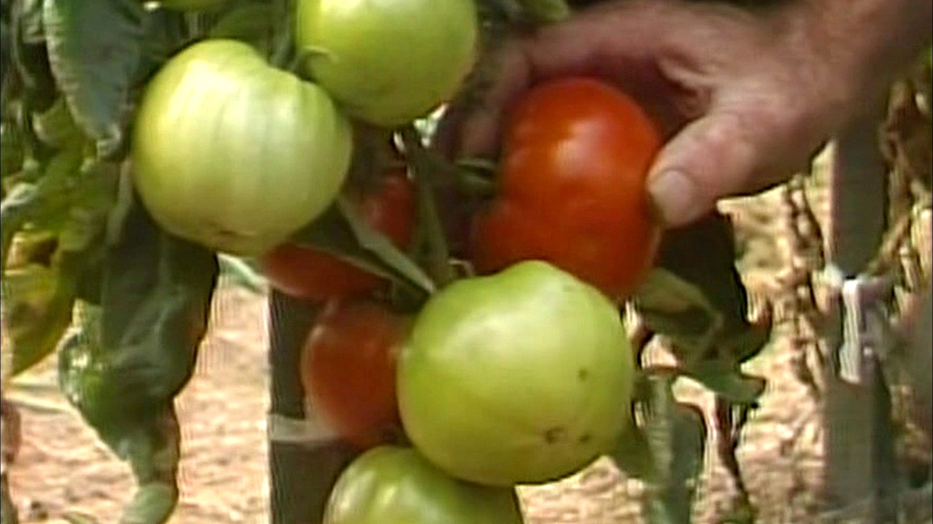 Homegrown tomatoes have always been a tradition in our area.