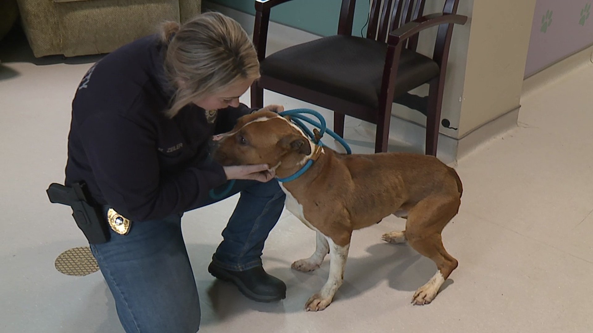 Neglected dogs rescued from Scranton home 