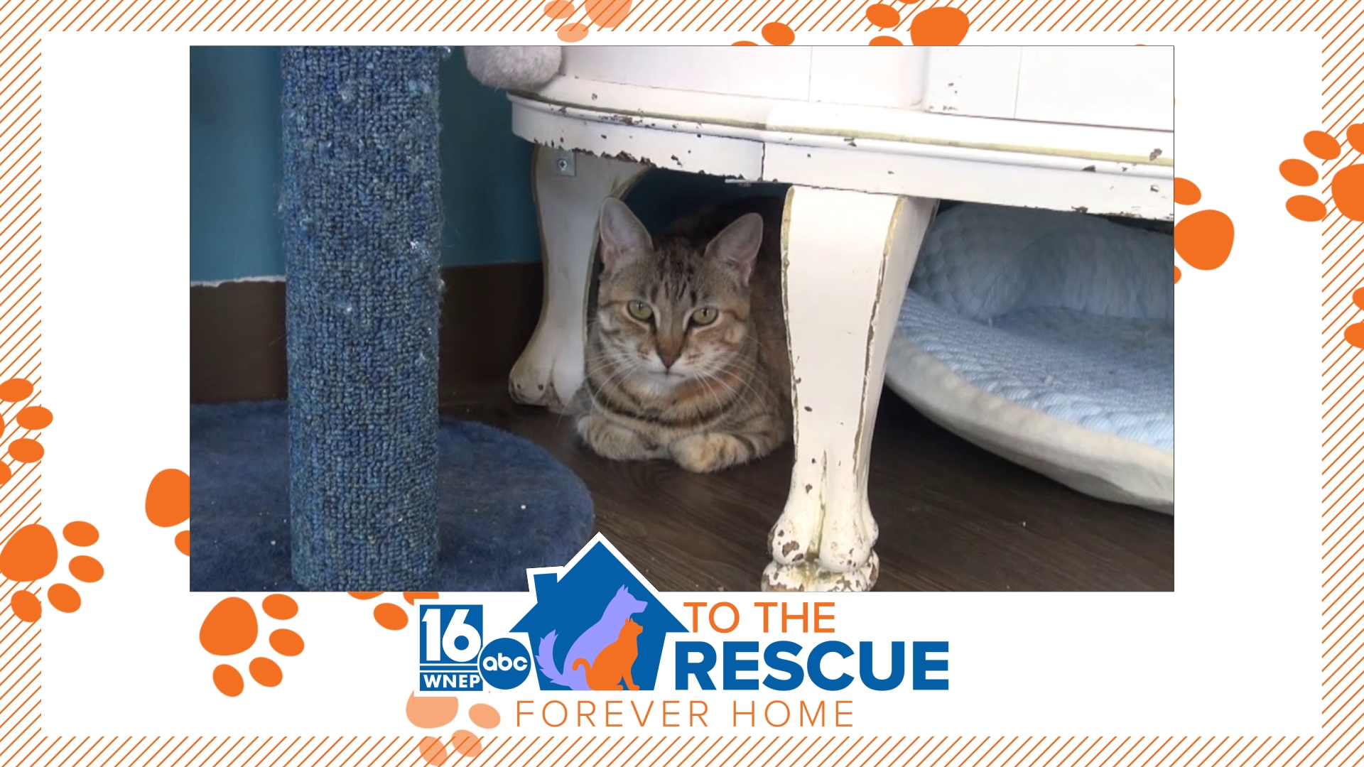 16 To The Rescue: Joule | wnep.com