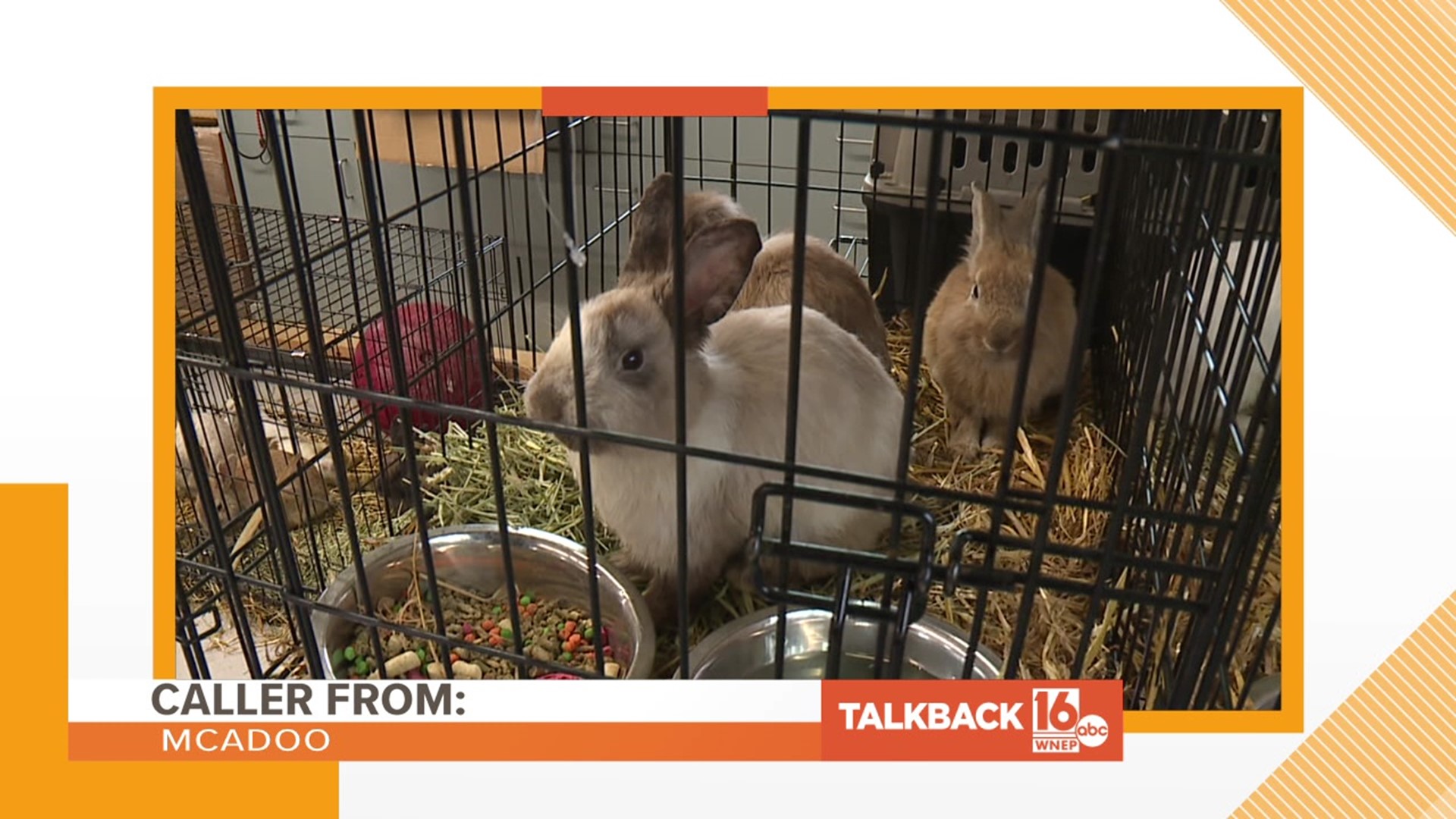 Three callers give their thoughts on nearly 200 rabbits rescued from a home near Moscow.