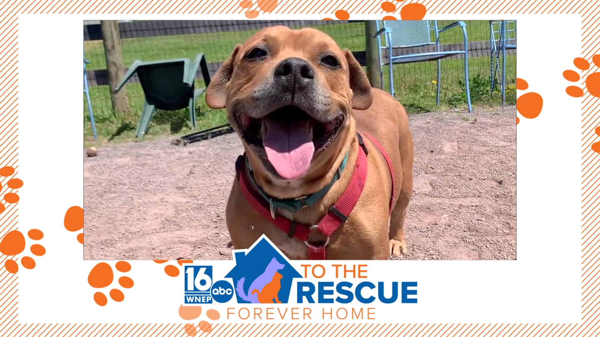 Small but mighty—in this week's 16 To the Rescue, Ally Gallo introduces us to Debow, a sweet and strong pup looking for a forever home.