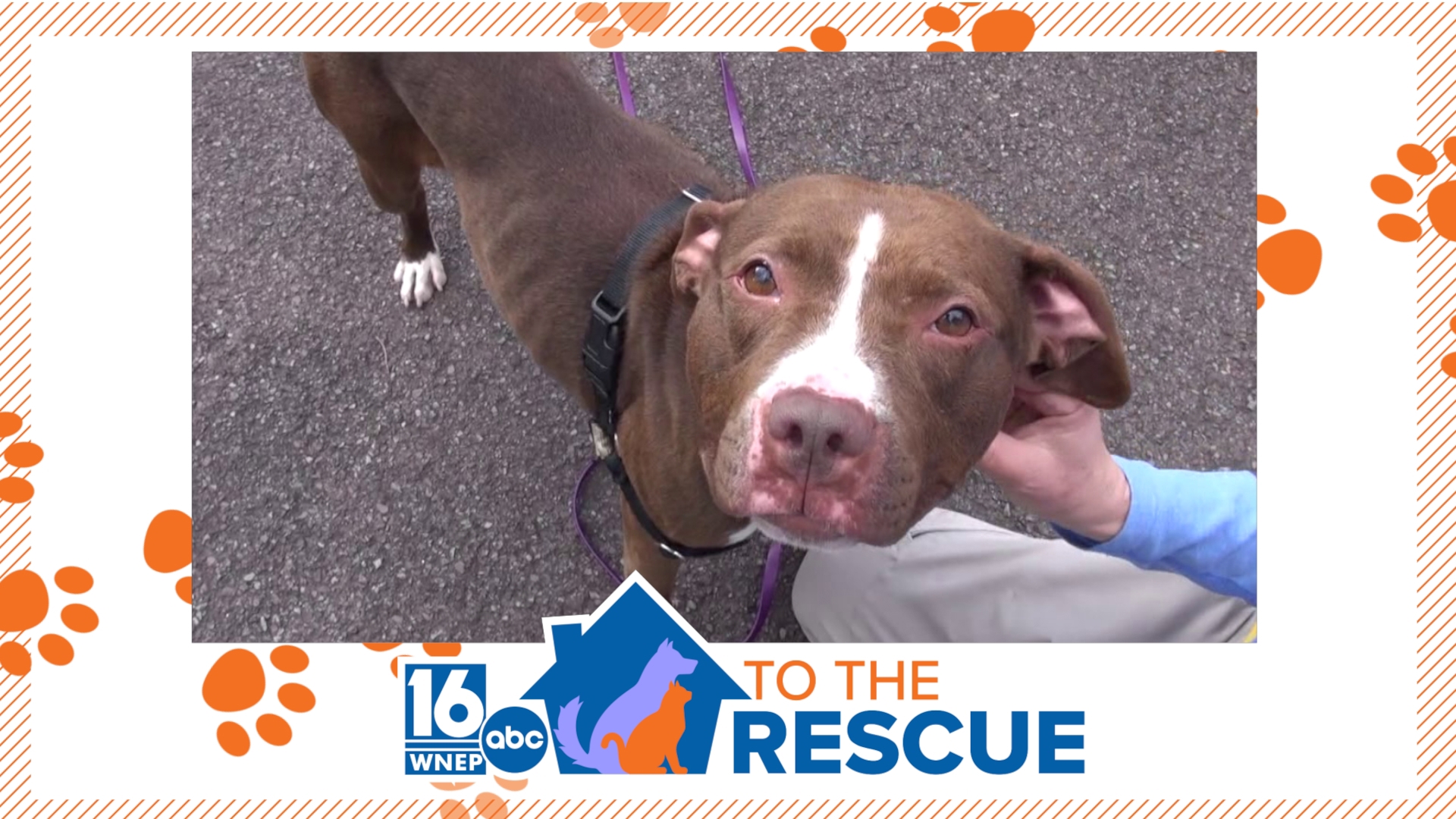 In this week's 16 To The Rescue, we meet Amber, a 2-year-old dog at Dessin Animal Shelter, who has been waiting for her forever home for five months.