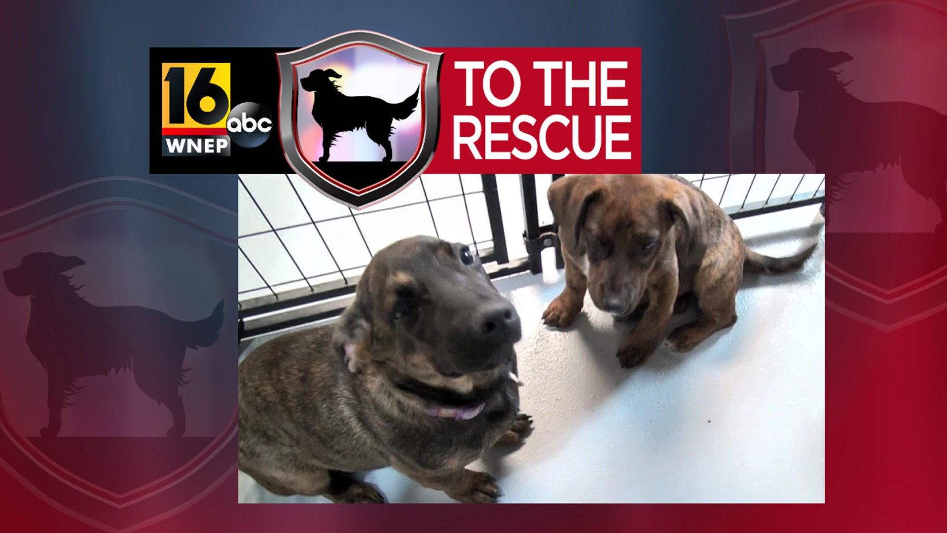 In this week's 16 To The Rescue, we meet two 4-month-old puppy sisters who were found abandoned on a riverbank when they were just a few weeks old.