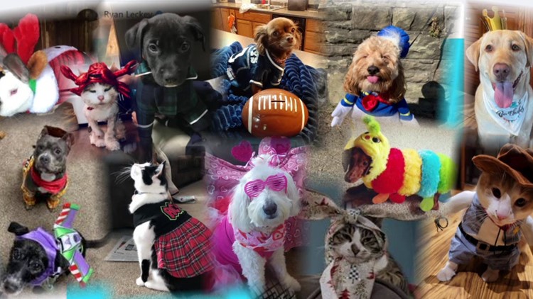 Photo gallery: 2022 National Dress Up Your Pet Day // Show Me Mizzou //  University of Missouri