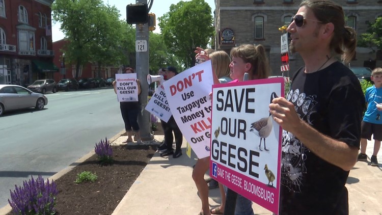 'Let them live in peace' - More pleas to save the geese in Bloomsburg