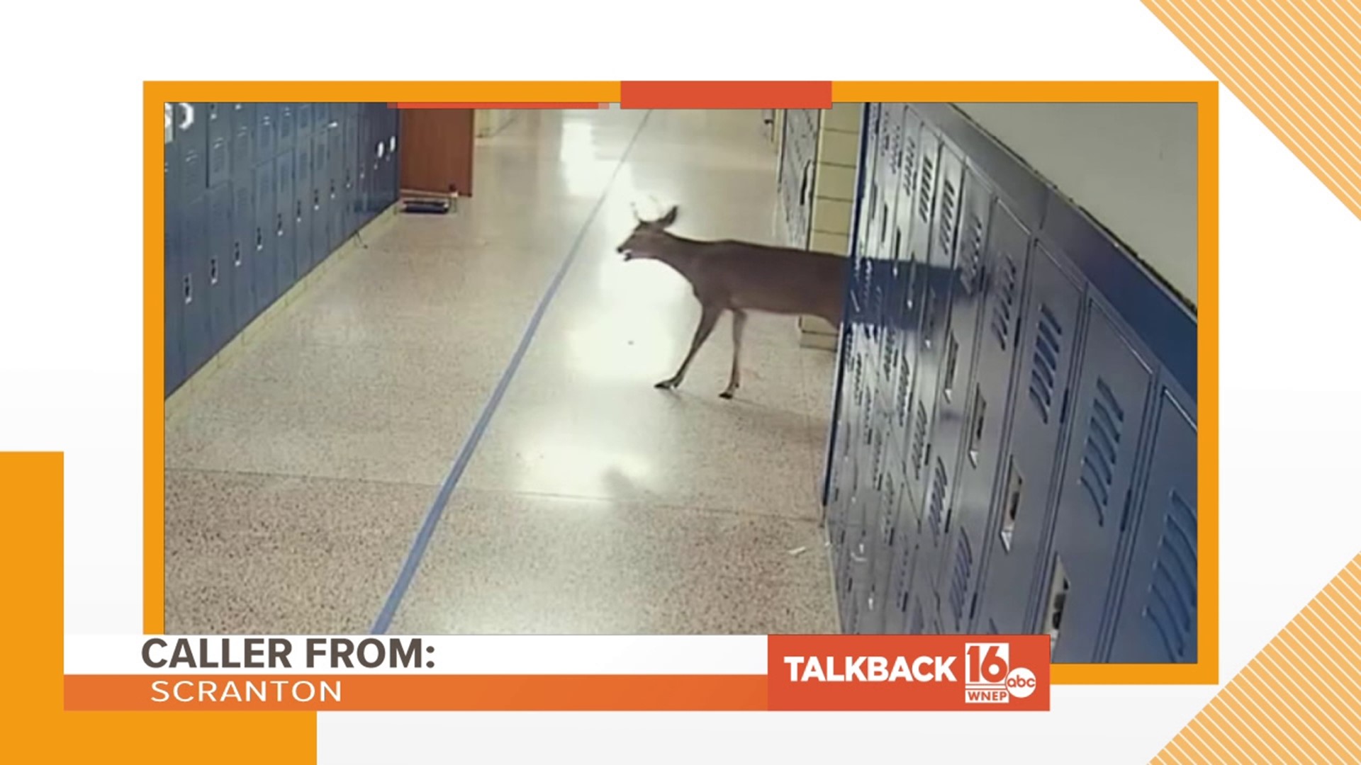 Callers are commenting on the deer crashing into Berwick Area Middles School.