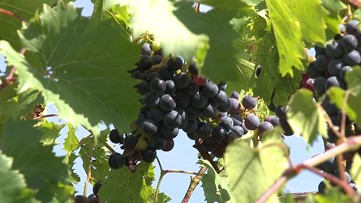 Has the dry weather been good for growing grapes?