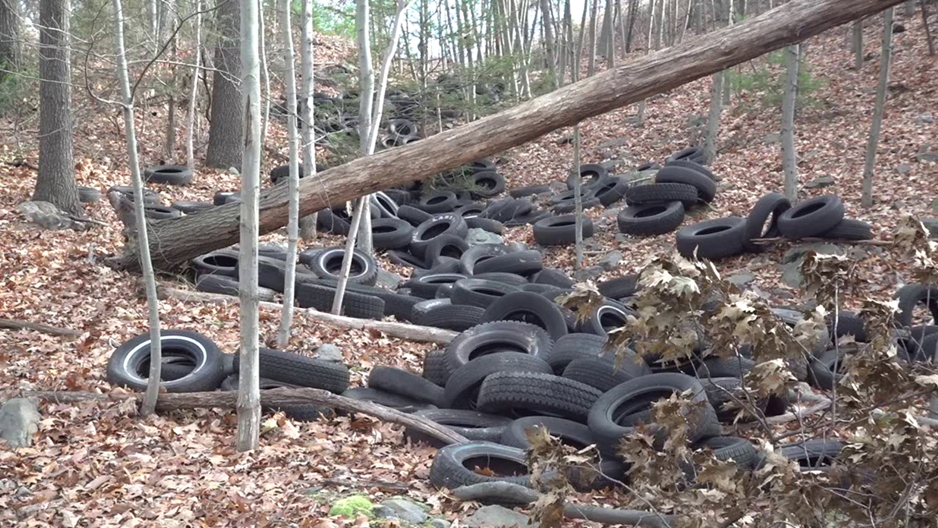 Newswatch 16's Chelsea Strub lent a helping hand in a tire cleanup in part of Luzerne County this weekend.