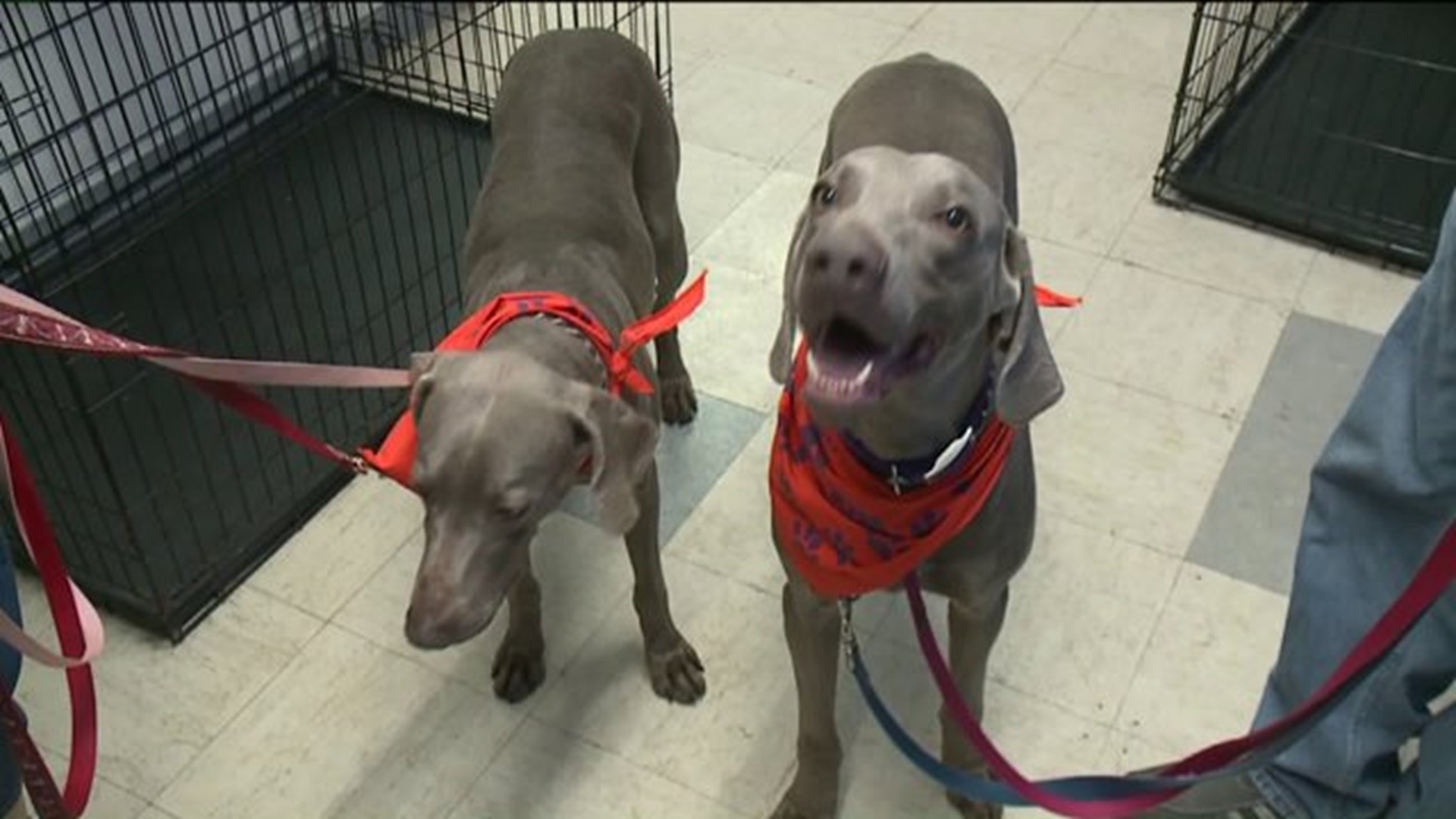 Reunion for Dogs from Moosic Animal Cruelty Case