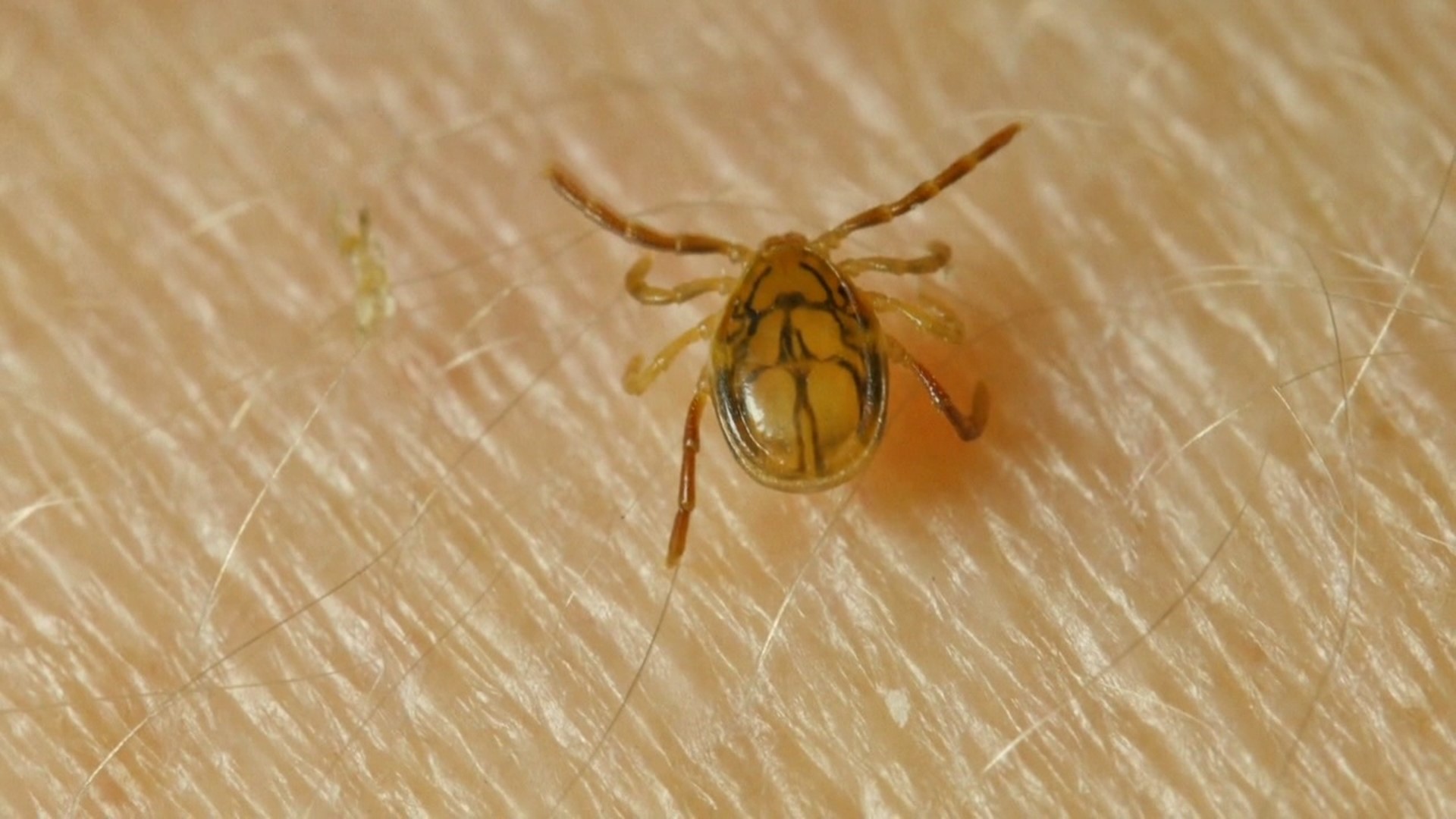 Newswatch 16's Courtney Harrison spoke with an expert about how a mild winter affects ticks and what to keep in mind when you're outside.