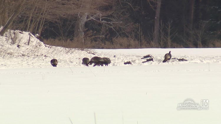Pennsylvania Game Commission Seeking Help in Trapping Wild Turkey