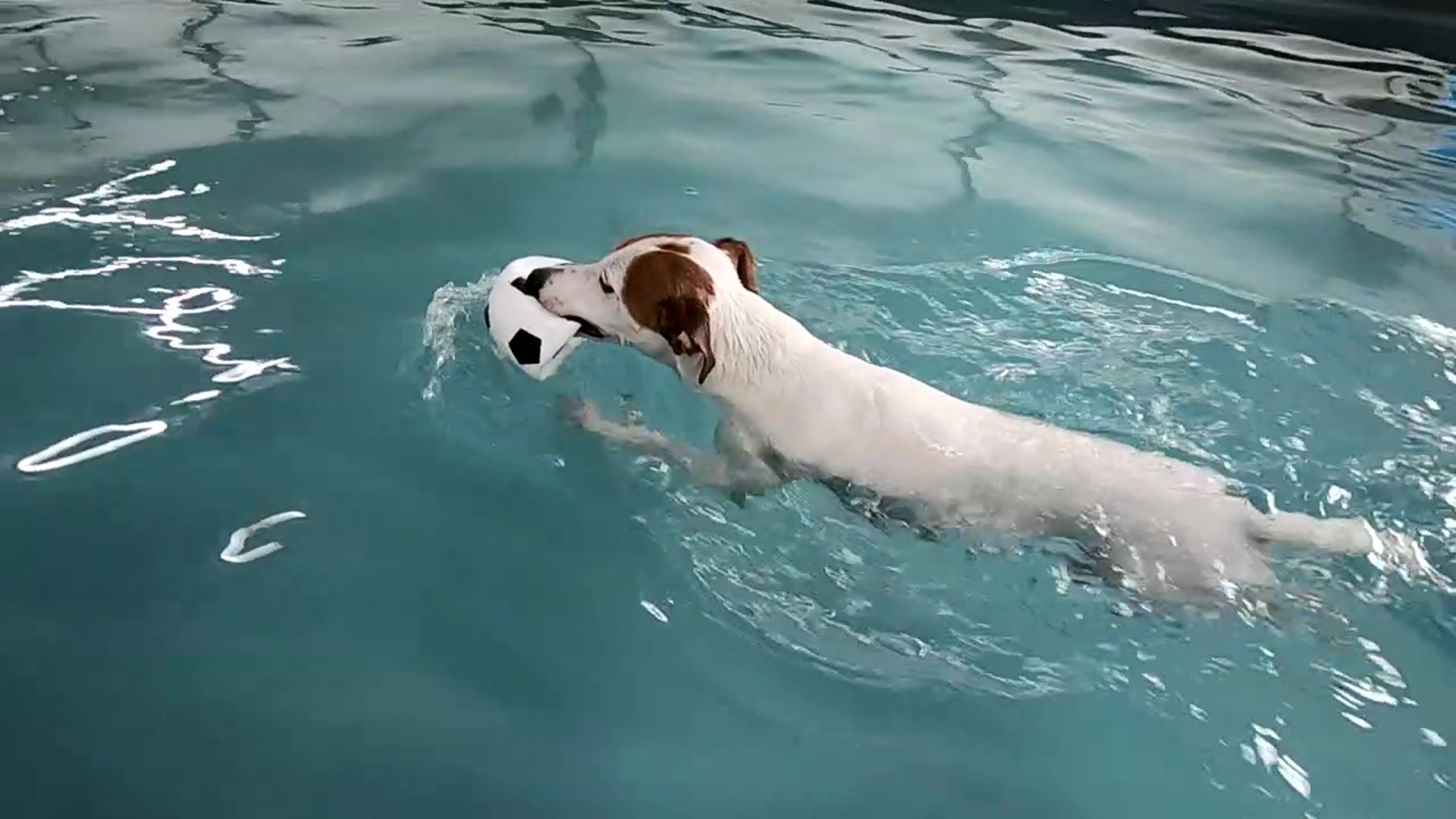 A woman from Northumberland County opened central Pennsylvania's first year-round indoor swimming pool for dogs.