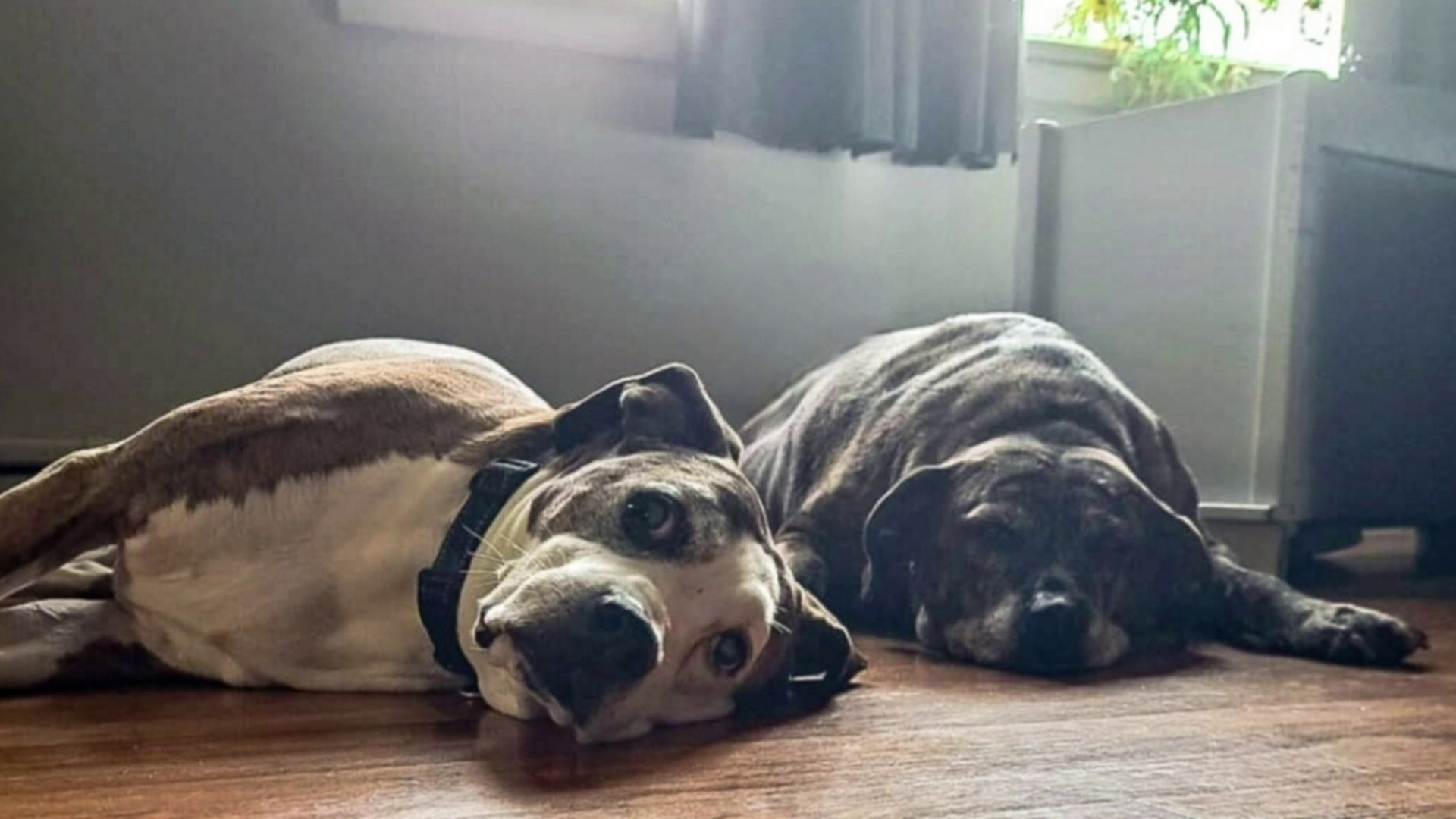 Here are some of the adorable pet photos you shared with us! Want to see them here? Submit them with Near Me on the WNEP app.