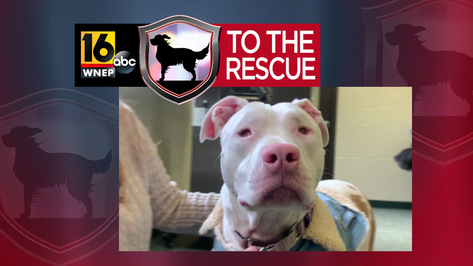 In this week's 16 To The Rescue, we meet a 4-year-old terrier/mix who is blind and deaf, but all she needs is a family who is willing to give her the time to adapt.