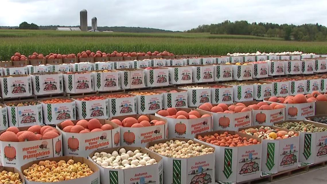 Pumpkins, pumpkins, and even more pumpkins at Union County produce