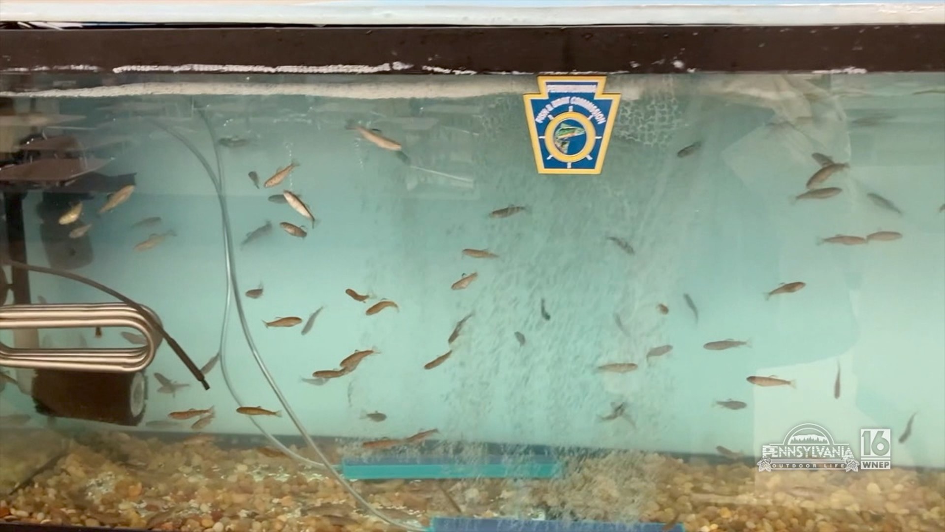 Students raising trout in their classroom at Schuylkill Haven School District.