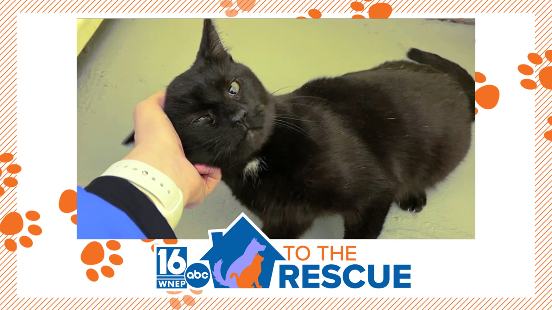 In this week's 16 To The Rescue, we meet a 2-year-old cat rescued from a hoarding situation just a few weeks ago in Scranton.