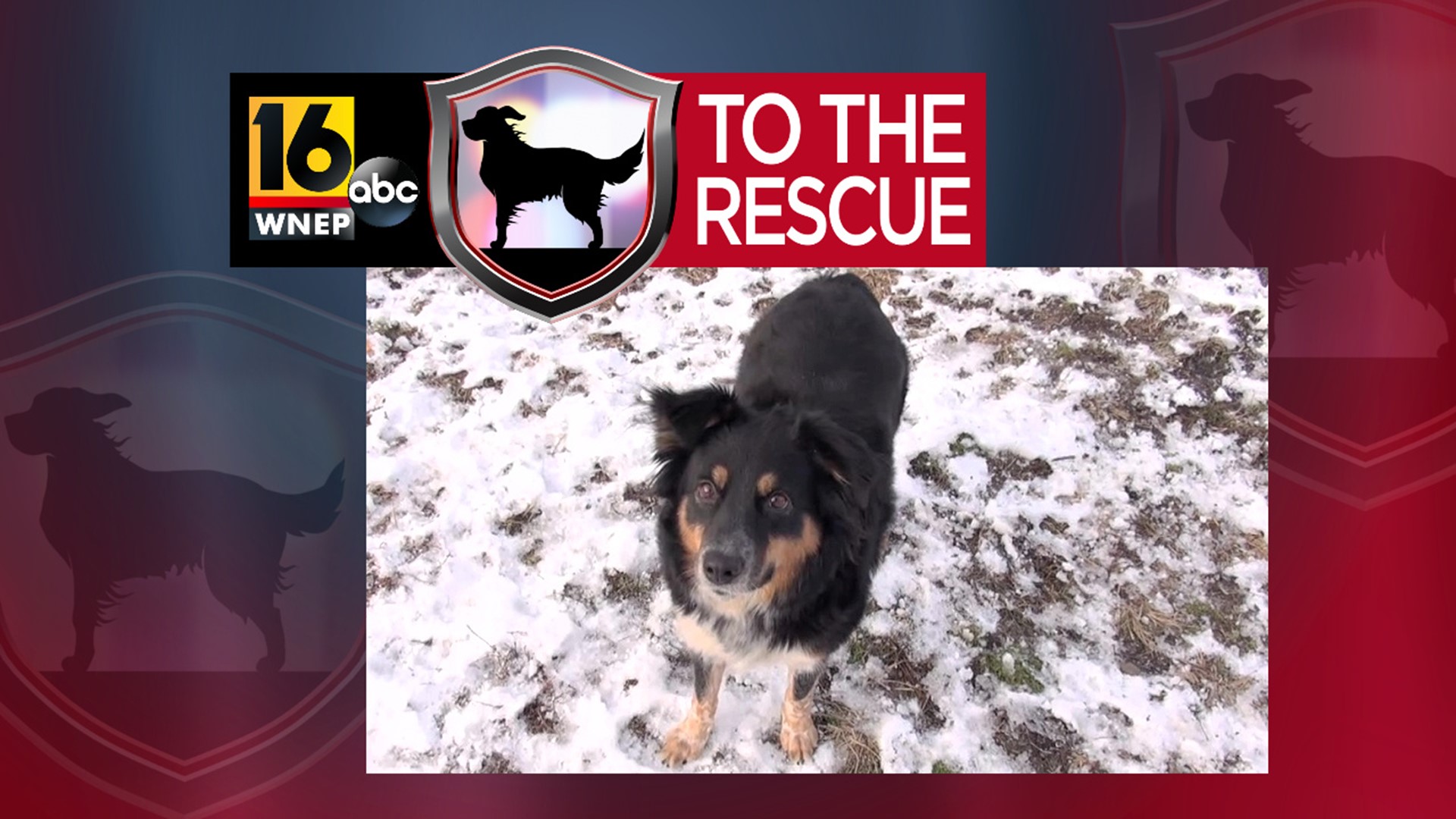 In this week's 16 To The Rescue, we meet an Australian shepherd mix found on the street over the summer. Her name is Autumn, but winter is her favorite time of year.