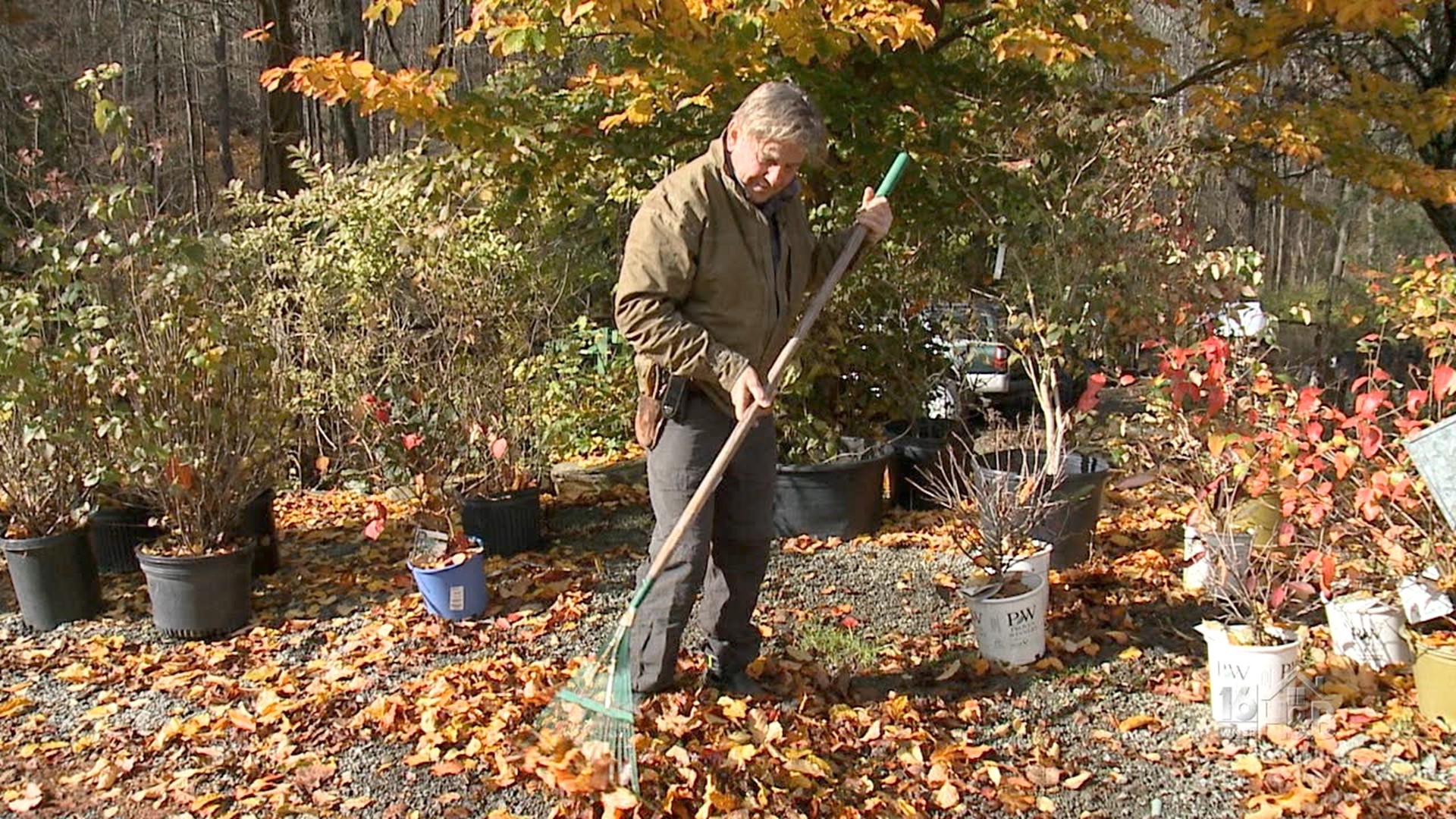 Fall Foliage Show Stoppers