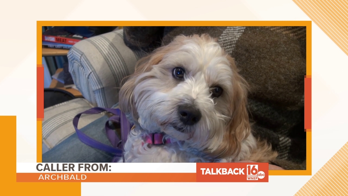Calls about sports, dogs, and commercials | Talkback 16