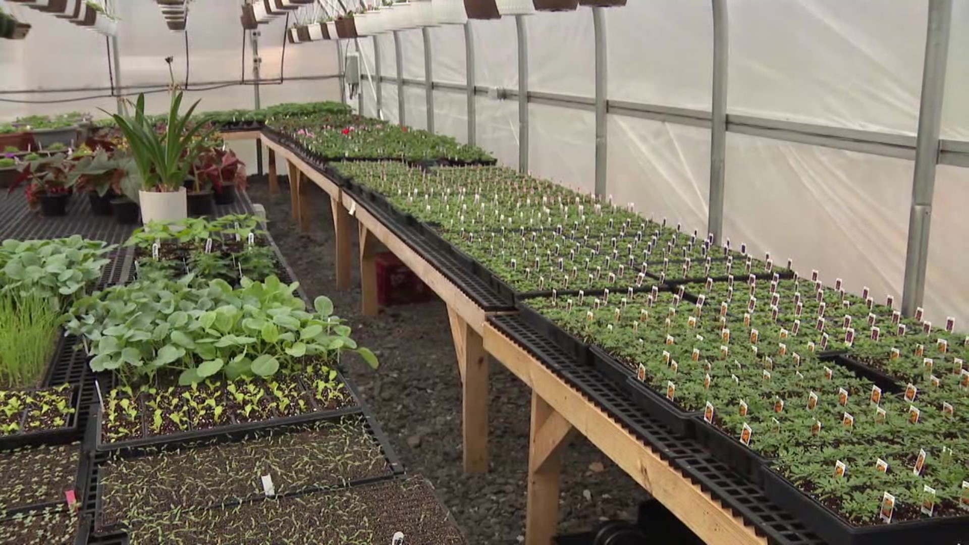 Nev & Nise Produce Greenhouse in Mahoning Township has been planting tons of flowers, herbs, and vegetables ahead of the season.