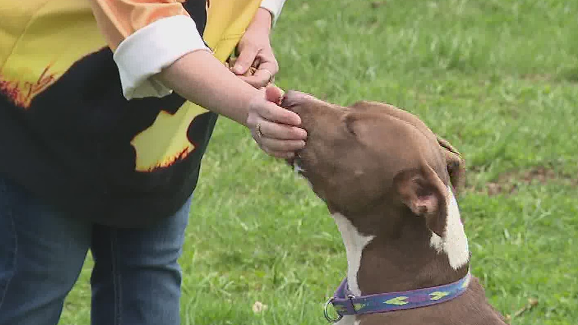 In this week's 16 To The Rescue we take you to a rescue in Columbia County that specializes in adopting out dogs to veterans, as well as families.