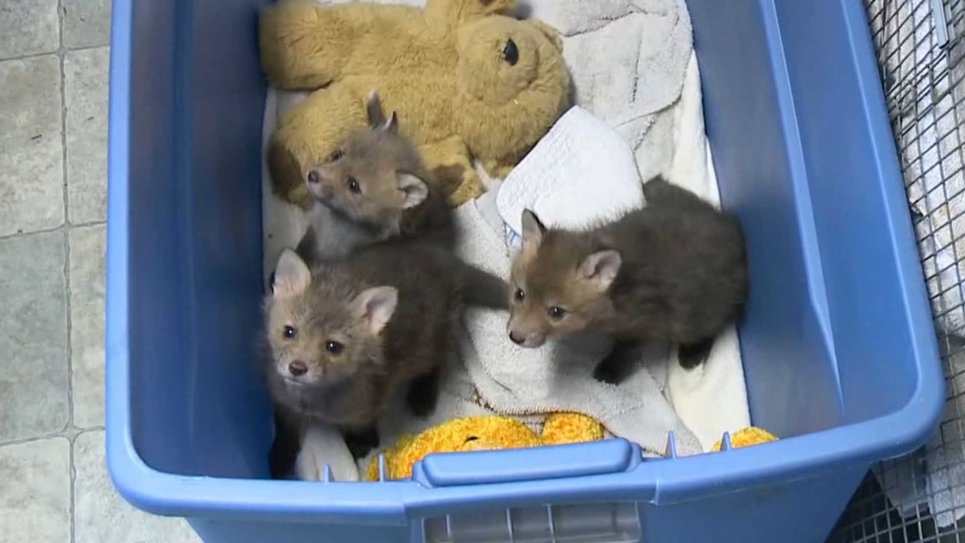 A wildlife center in the Poconos is gearing up for an animal baby boom.