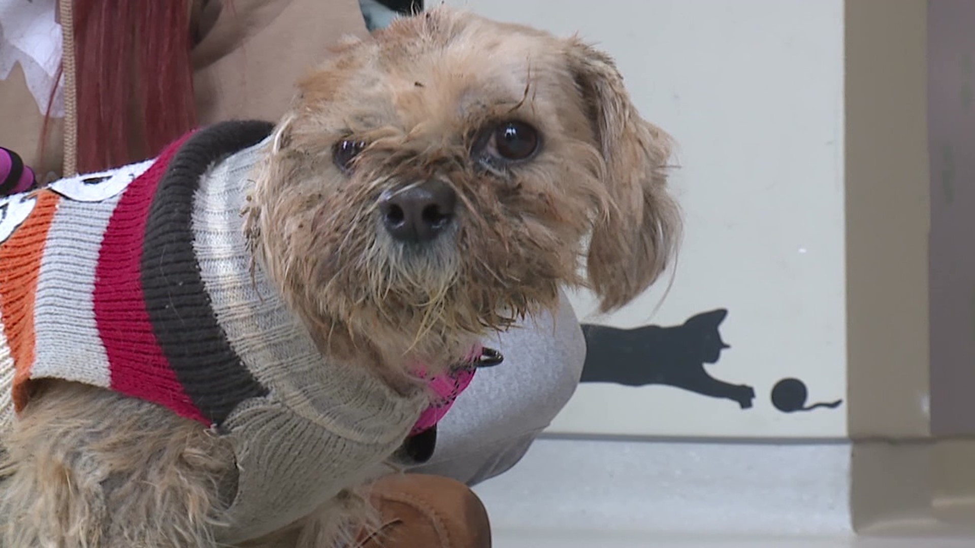 The staff at Griffin Pond Animal Shelter is looking for information after a man abandoned a dog outside the shelter after hours.