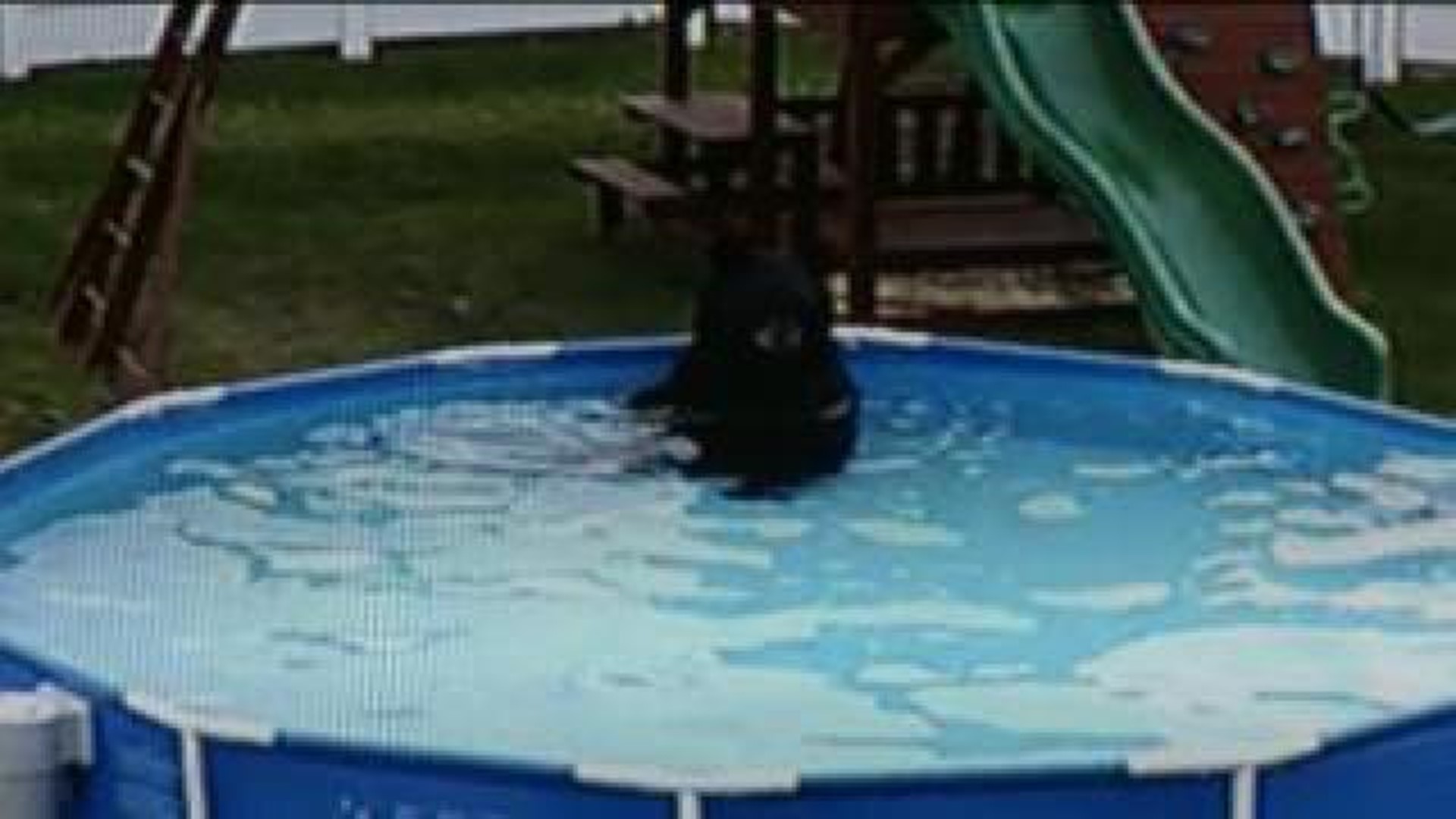 Bathing Bruin Caught Swimming In Backyard Pool | wnep.com