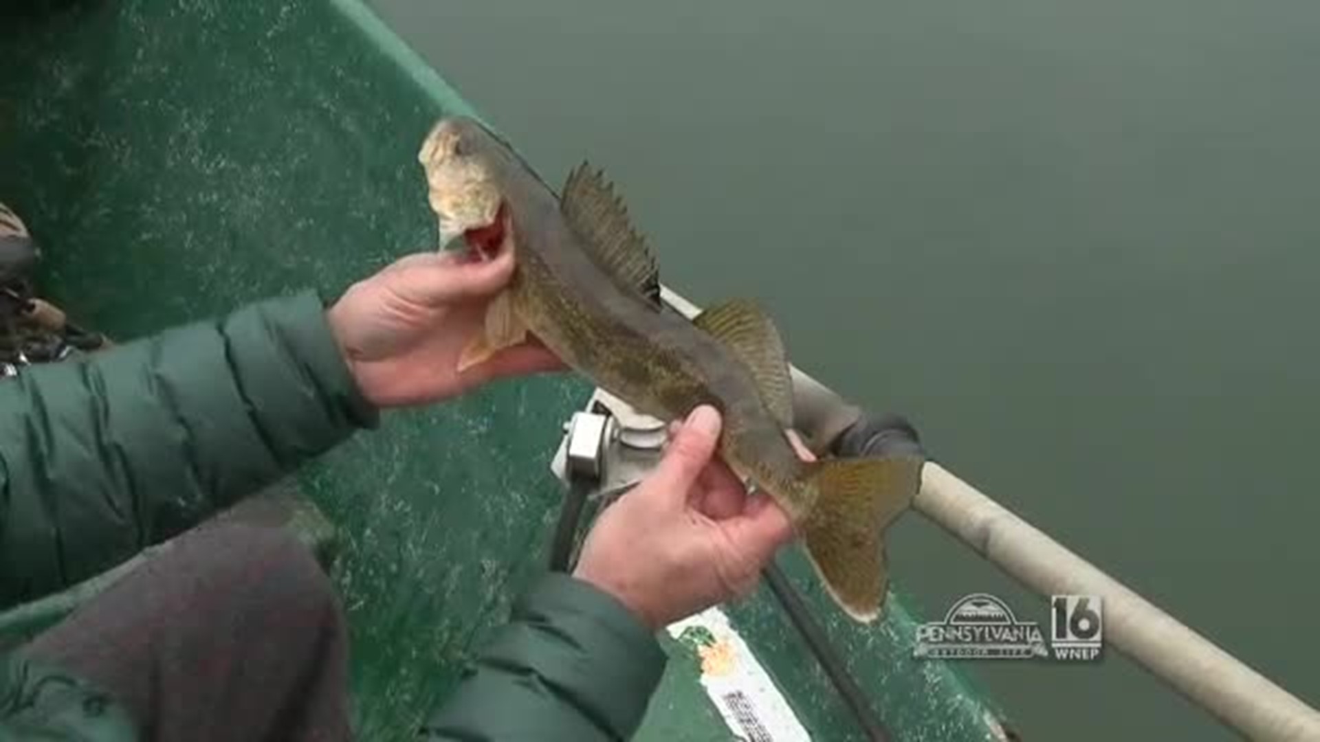 Walleye Fishing with Sweetwater Guide Service