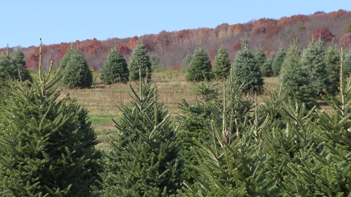 Get ready to pay more for your Christmas tree this year - Vimarsana News