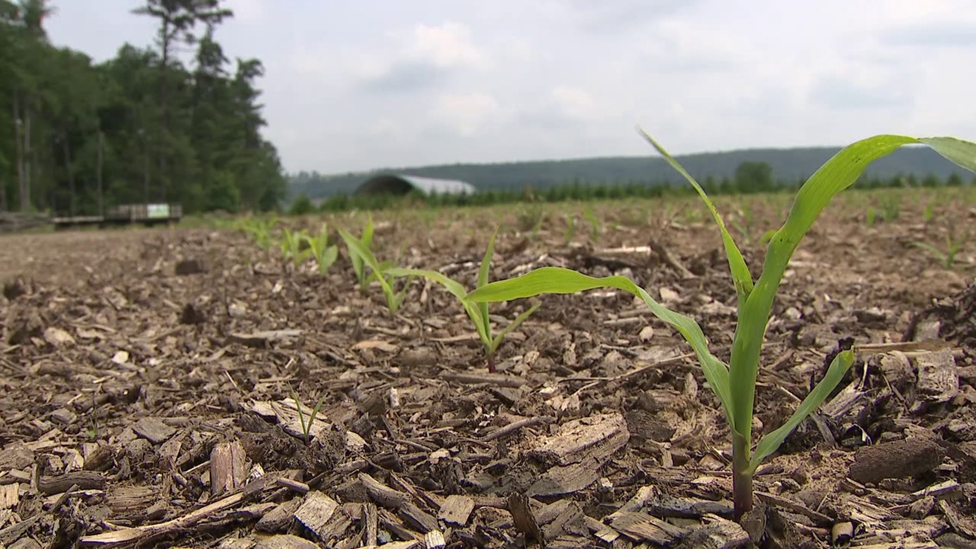 Farmers say if not for the recent rain, not only would they have lost crops, but it would have set the growth of most plants back.