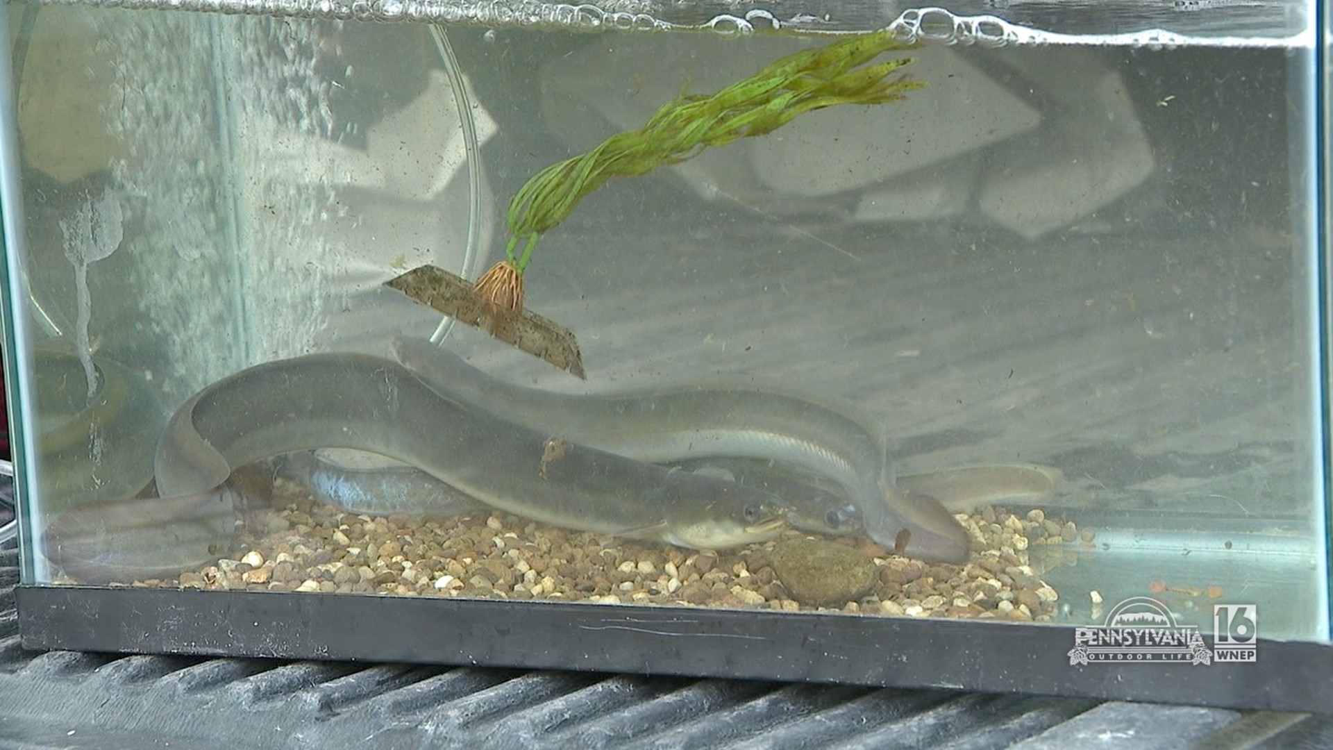 An effort to restore the Americal Eel population in the Susquehanna River.