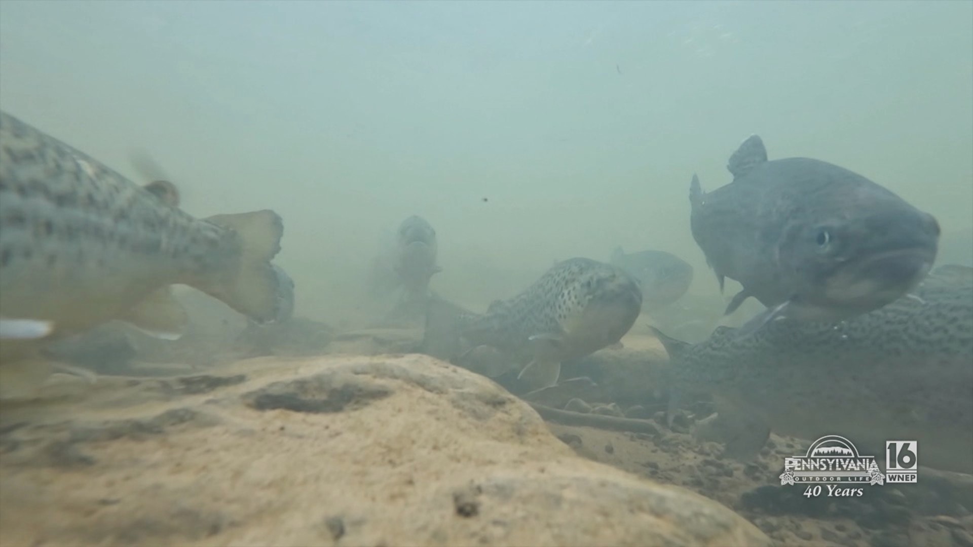 Getting the streams loaded with trout for the season opener.