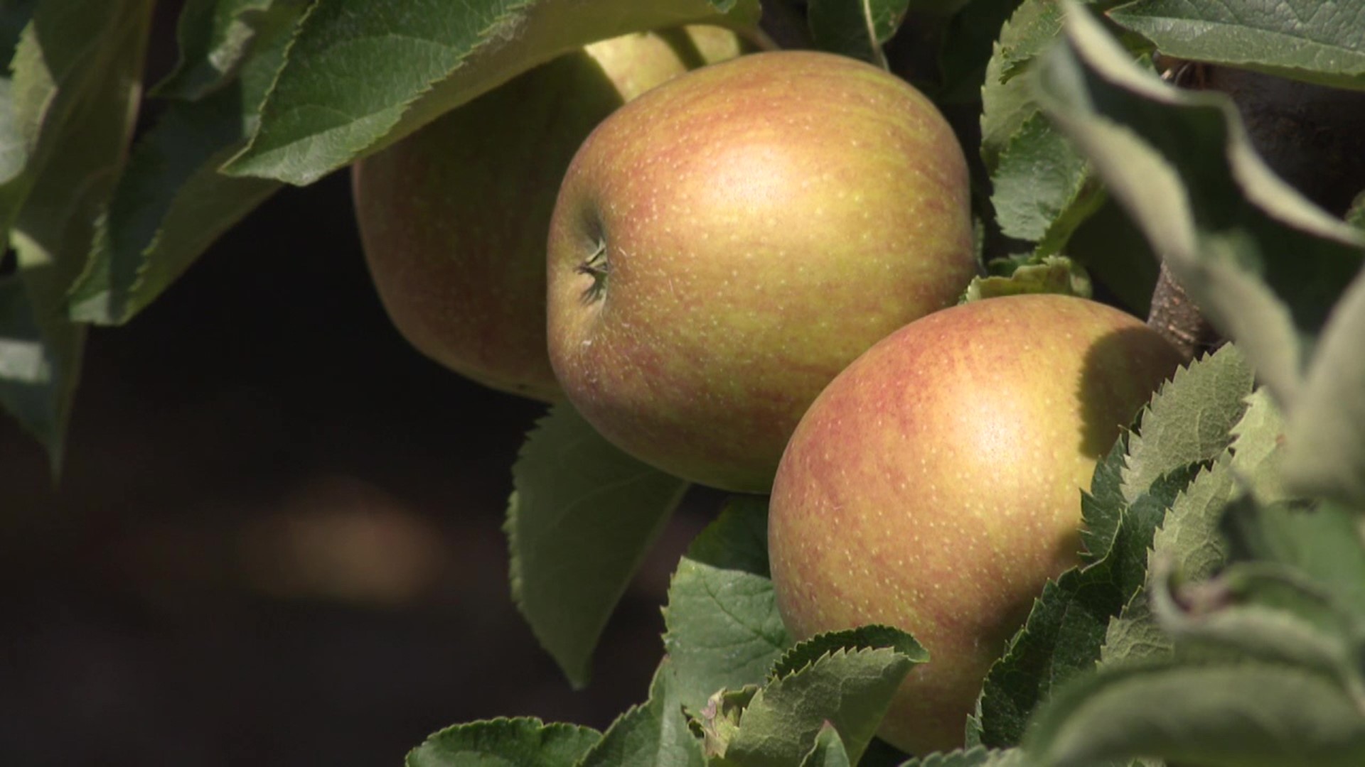 Farmers say while the weather hasn't been kind,  this apple season will still be great.